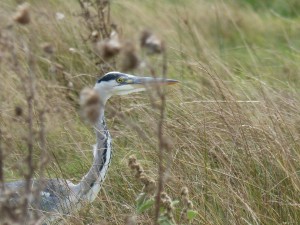 Héron cendré (Ardea cinerea, Ardéidés)