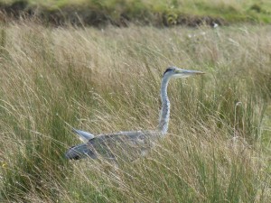 Héron cendré (Ardea cinerea, Ardéidés)