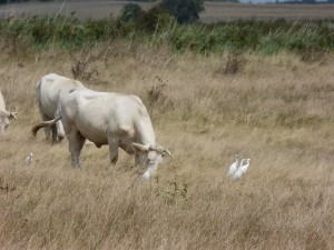 Hérons garde-bœufs (Bubulcus ibis, Ardéidés)