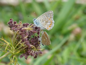 Azurés commun (Polyommatus icarus, Lycaenidés)