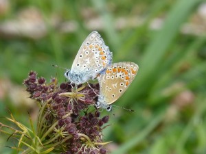 Azurés commun (Polyommatus icarus, Lycaenidés)