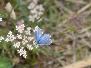 Azurés commun (Polyommatus icarus, Lycaenidés)