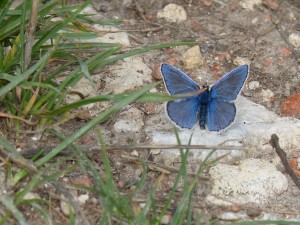 Azurés commun (Polyommatus icarus, Lycaenidés)