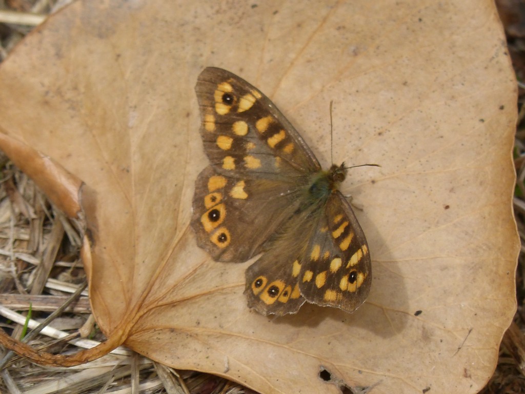 Tircis (Pararge aegeria, Nymphalidés)