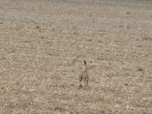 Lièvre européen (Lepus europaeus, Léporidés)