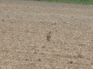 Lièvre européen (Lepus europaeus, Léporidés)