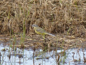 Bergeronnette printanière (Motacilla flava, Motacillidés)