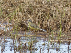 Bergeronnette printanière (Motacilla flava, Motacillidés)