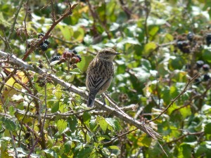 Tarier des près (Saxicola rubetra, Muscicapidés)