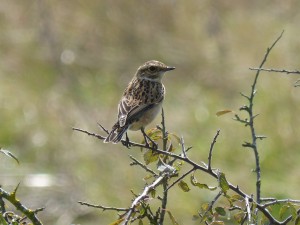 Tarier des près (Saxicola rubetra, Muscicapidés)