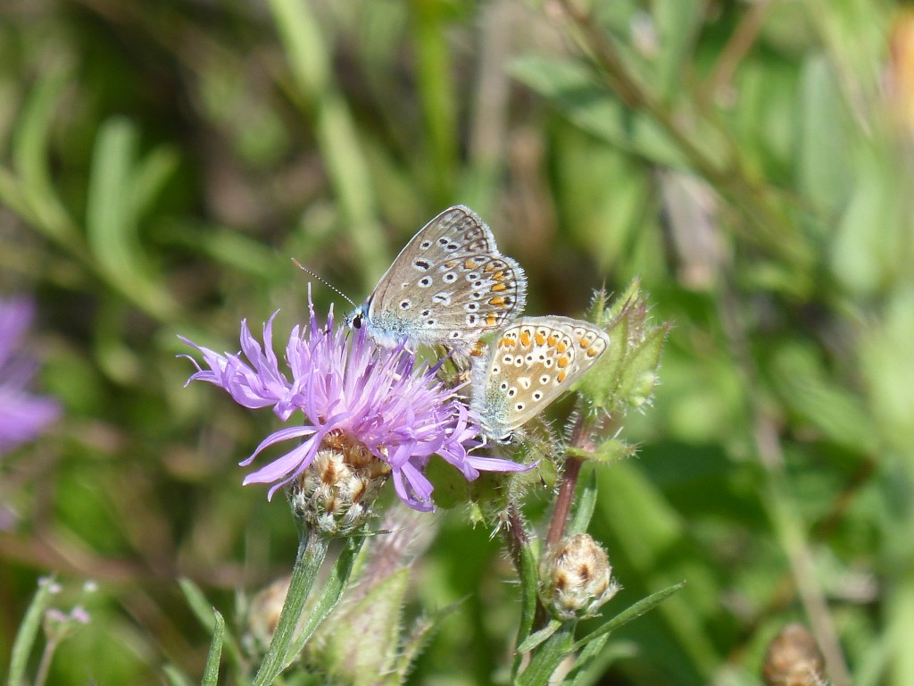 Azurés communs (Polyommatus icarus, Lycaenidés)