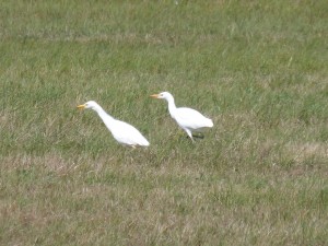 Hérons garde-bœufs (Bubulcus ibis, Ardéidés)