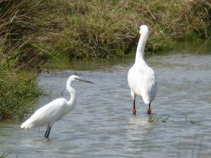 Aigrette garzette et spatule blanche