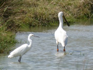 Aigrette garzette et spatule blanche