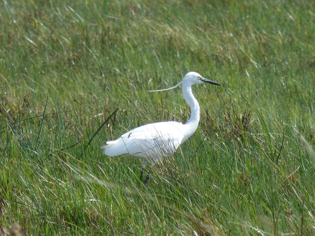 Aigrette garzette (Egretta garzetta, Ardéidés)