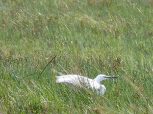 Aigrette garzette (Egretta garzetta, Ardéidés)