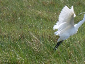 Aigrette garzette (Egretta garzetta, Ardéidés)