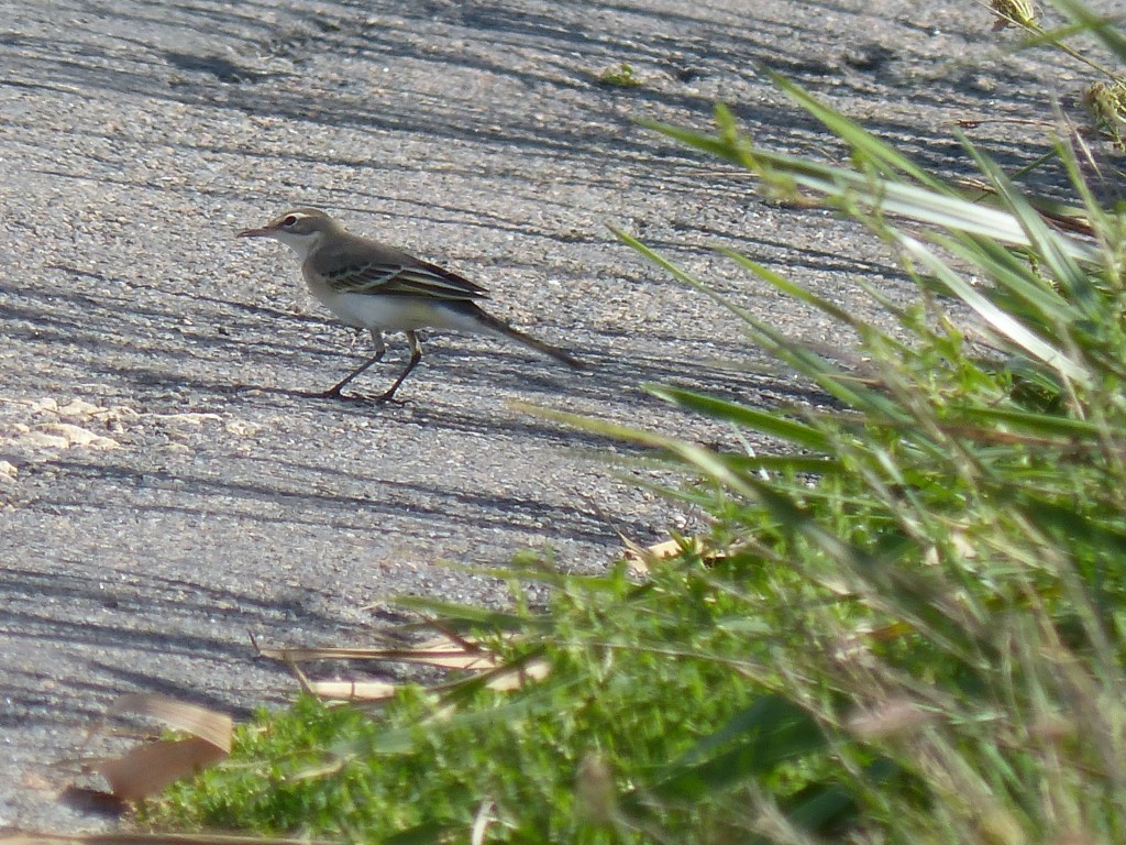 Bergeronnette printanière (Motacilla flava, Motacillidés)