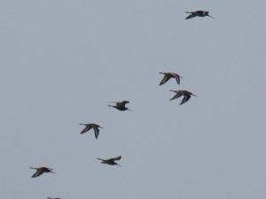 Barges à queue noire (Limosa limosa, Scolopacidés)