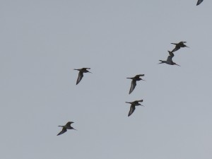 Barges à queue noire (Limosa limosa, Scolopacidés)