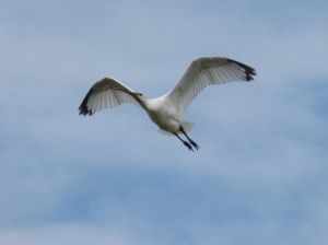 Spatule blanche (Platalea leucorodia, Threskiornithidés)