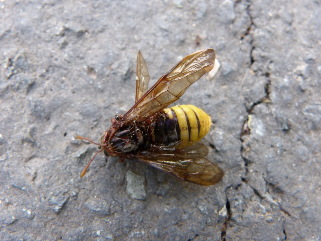 Cymbex sp. Cymbicidés