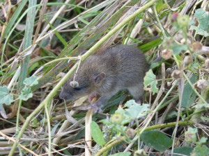 Un petit rongeur