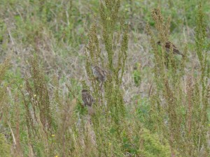 Moineaux domestiques (Passer domesticus, Passéridés)