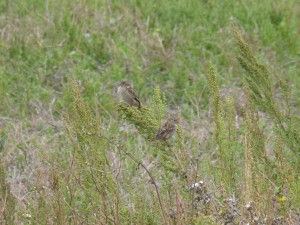 Moineaux domestiques (Passer domesticus, Passéridés)