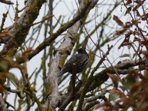 Etourneau sansonnet (Sturnus vulgaris, Sturnidés)