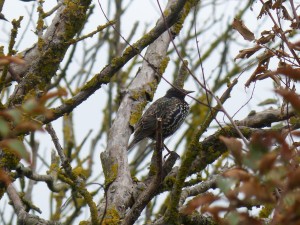 Etourneau sansonnet (Sturnus vulgaris, Sturnidés)