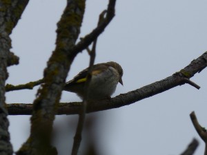 Chardonneret élégant (Carduelis carduelis, Fringillidés)