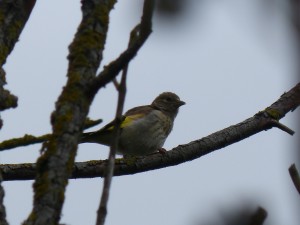 Chardonneret élégant (Carduelis carduelis, Fringillidés)