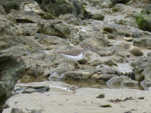 Chevalier guignette (Actitis hypoleucos, Scolopacidés)