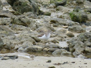 Chevalier guignette (Actitis hypoleucos, Scolopacidés)