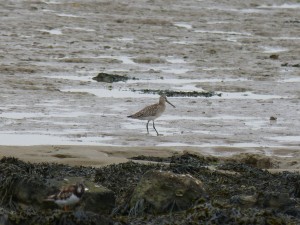 Barge rousse (Limosa lapponica, Scolopacidés)