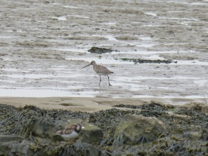 Barge rousse (Limosa lapponica, Scolopacidés)