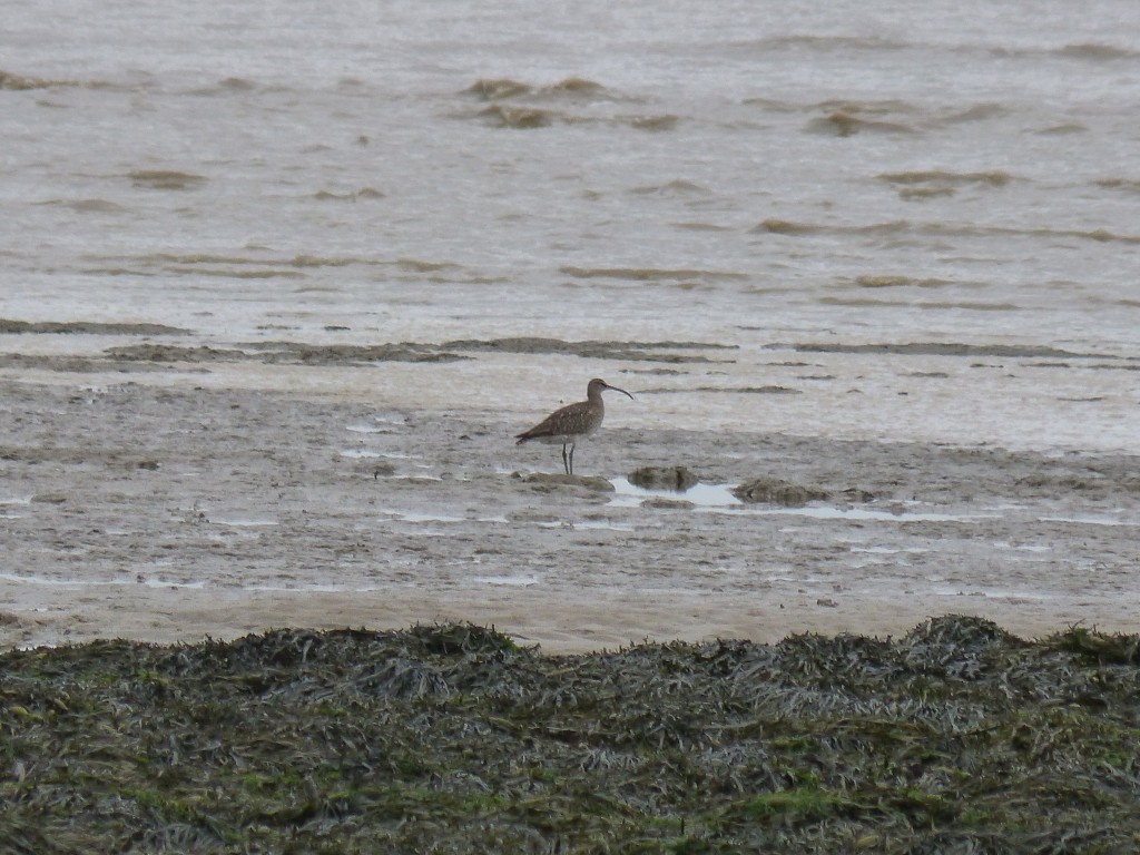 Courlis corlieu (Nunemius phaeopus, Scolopacidés)