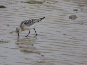 Scolopacidés Calidris alba (Bécasseau sanderling) 1040657