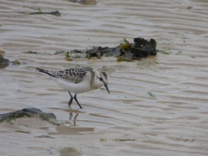 Scolopacidés Calidris alba (Bécasseau sanderling) 1040667