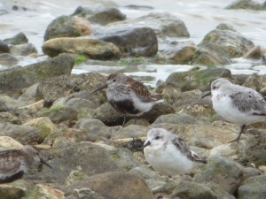 Scolopacidés Calidris alpina (Bécasseau variable) 1040194