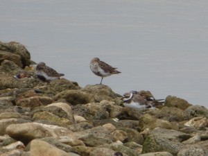 Scolopacidés Calidris alpina (Bécasseau variable) 1040358