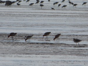 Barges à queue noire (Limosa limosa, Scolopacidés)