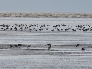 Barges à queue noire (Limosa limosa, Scolopacidés)