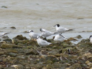 Sternidés Thalasseus sandvicensis (Sterne caugek) 1580122