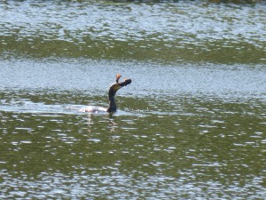 Phalacrocoracidés Phalacrocorax carbo (Cormoran) 1390304