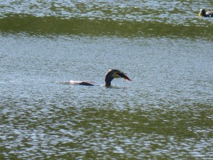 Phalacrocoracidés Phalacrocorax carbo (Cormoran) 1390306