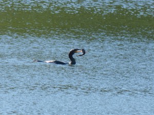 Phalacrocoracidés Phalacrocorax carbo (Cormoran) 1390313