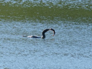 Phalacrocoracidés Phalacrocorax carbo (Cormoran) 1390314