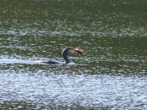 Phalacrocoracidés Phalacrocorax carbo (Cormoran) 1390337